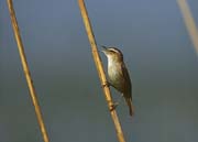 L1453_schilfrohrsaenger