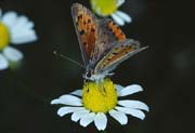 L1491_schmetterling_auf_bluete