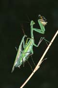 L1634_gottesanbeterin_paarung