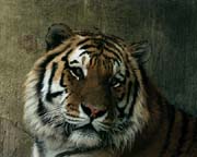 L1680_tiger_nah