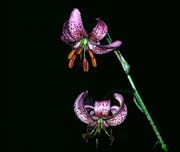 L1687_tuerkenbundlilie