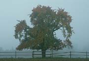 L1726_baum_im_nebel