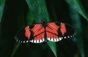 L1747_schmetterling