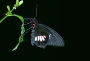L1767_schmetterling
