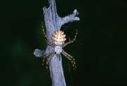 L1930_argiope_lobata