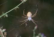 L1933_argiope