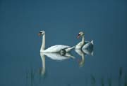 L2019_schwanenpaar