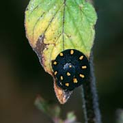 L2022_raupe_auf_blatt_nah