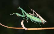 L2061_gottesanbeterin_paarung