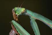 L2140_gottesanbeterin_beim_fressen