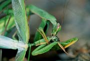 L2156_gottesanbeterin_frisst_maennchen_w_paarung_nah