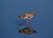 L2229_rotschenkel_mit_spiegelbild