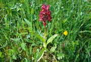 L2243_orchidee_im_feld