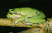 L2327_laubfrosch