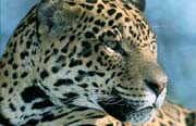 L2370_leopard_4_ver