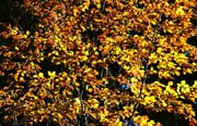 L2382_goldener_herbst