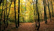 L2388_herbstwald_slowenien