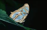 L2434_schmetterling