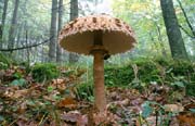 L2522_pilz_im_wald