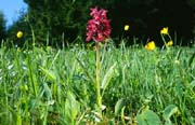 L2589_orchidee_im_feld_ver