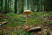 L2608_pilz_u_tannenzapfen
