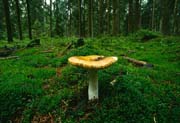 L2621_pilz_im_wald