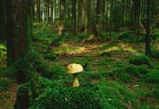 L2642_pilz_im_wald