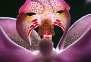 L2670_orchidee_detail