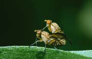 L2676_fliegenpaarung