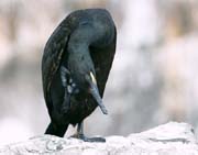 L2699_kraehenscharbe_kratzt_sich