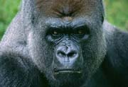 L2837_gorilla