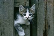 L2842_katze_klein_2