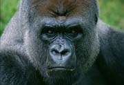 L2845_gorilla