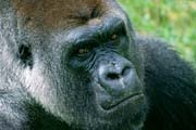 L2904_gorilla