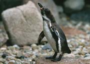 L2910_pinguin