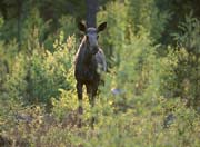 L2917_elch_im_abendlicht