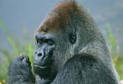 L2931_gorilla_denkt_nach