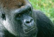 L2933_gorilla_portrait