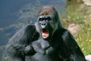 L2943_gorilla