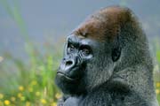 L2945_gorilla_portrait