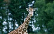 L2975_giraffe