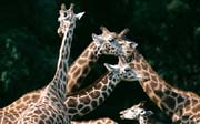 L2992_giraffen