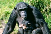 L2999_schimpansen