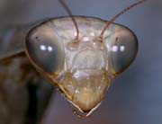 L3036_gottesanbeterin_portrait_nah