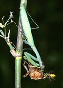 P0109_gemeinsame_mahlzeit_gottesanbeterin_wespe