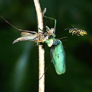 P0132_gottesanbeterin_und_wespe_nah