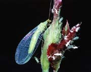 P0271_florfliege_und_blattlaeuse