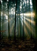 P0610_wald_im_licht