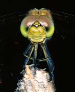 P0913_libelle_portrait