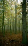 P1446_baeume_im_nebel